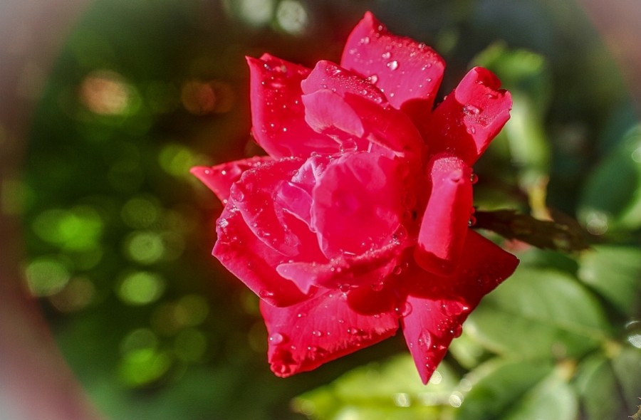 Hidrolato o agua de rosas, qué es y qué beneficios tiene para la piel