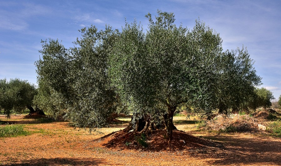 El olivo, nuestra razón de ser